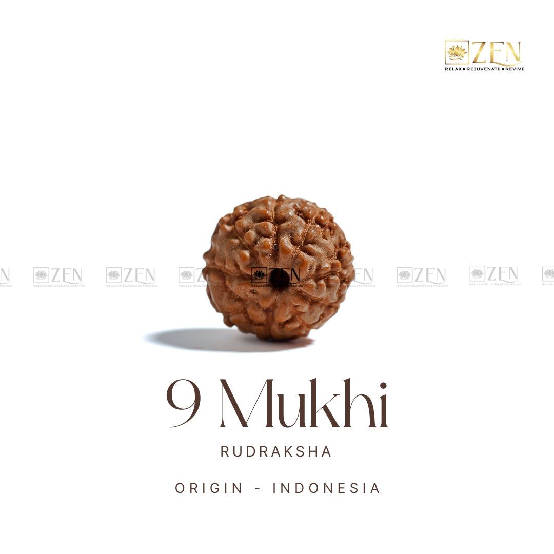 9 Mukhi Rudraksha - Indonesia