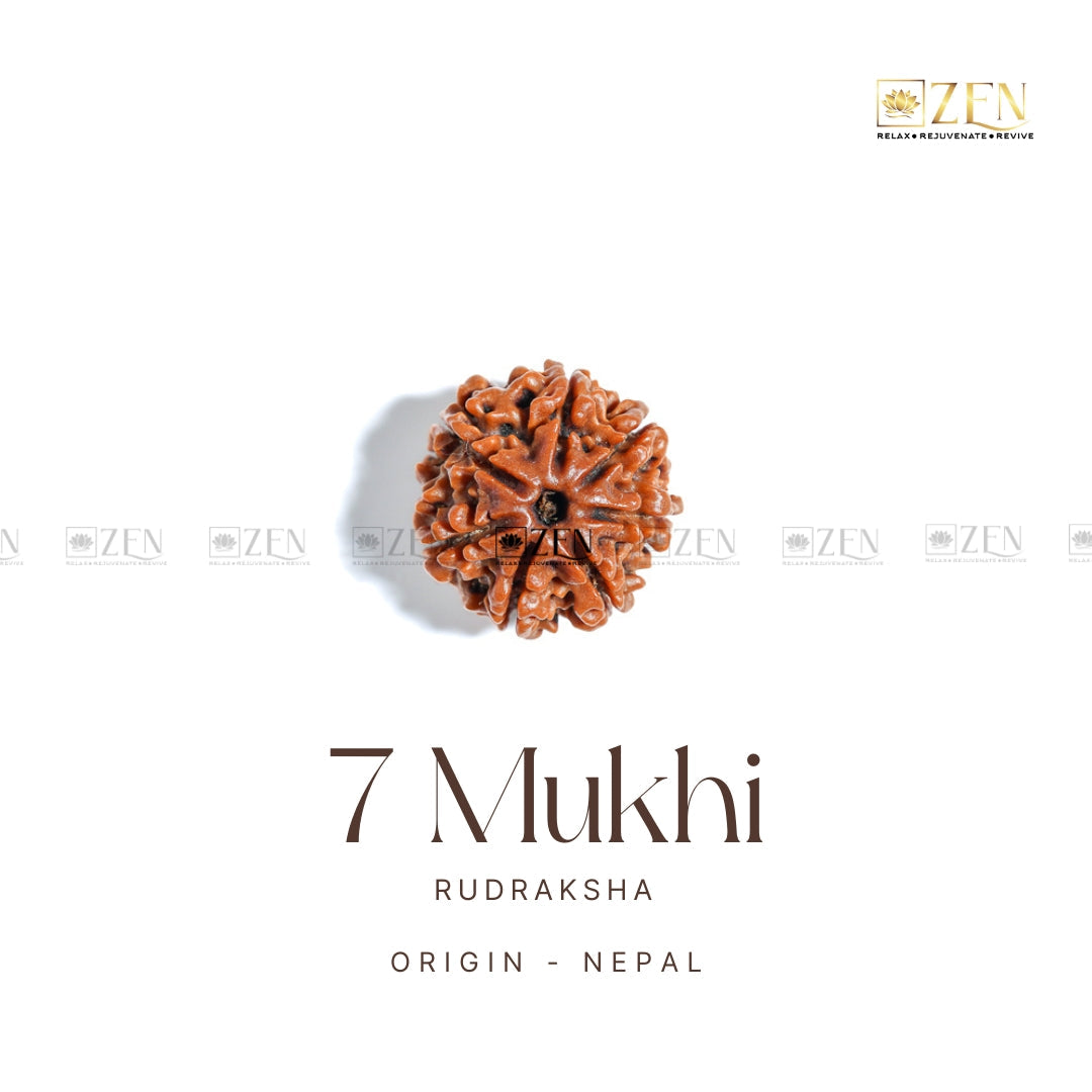 7 Mukhi Rudraksha - Nepal