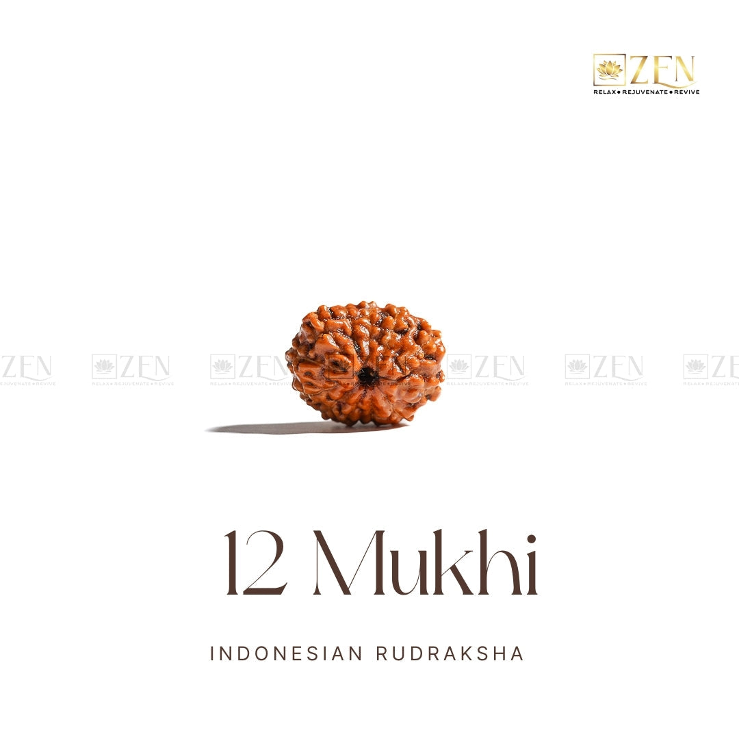 12 Mukhi Rudraksha - Indonesia