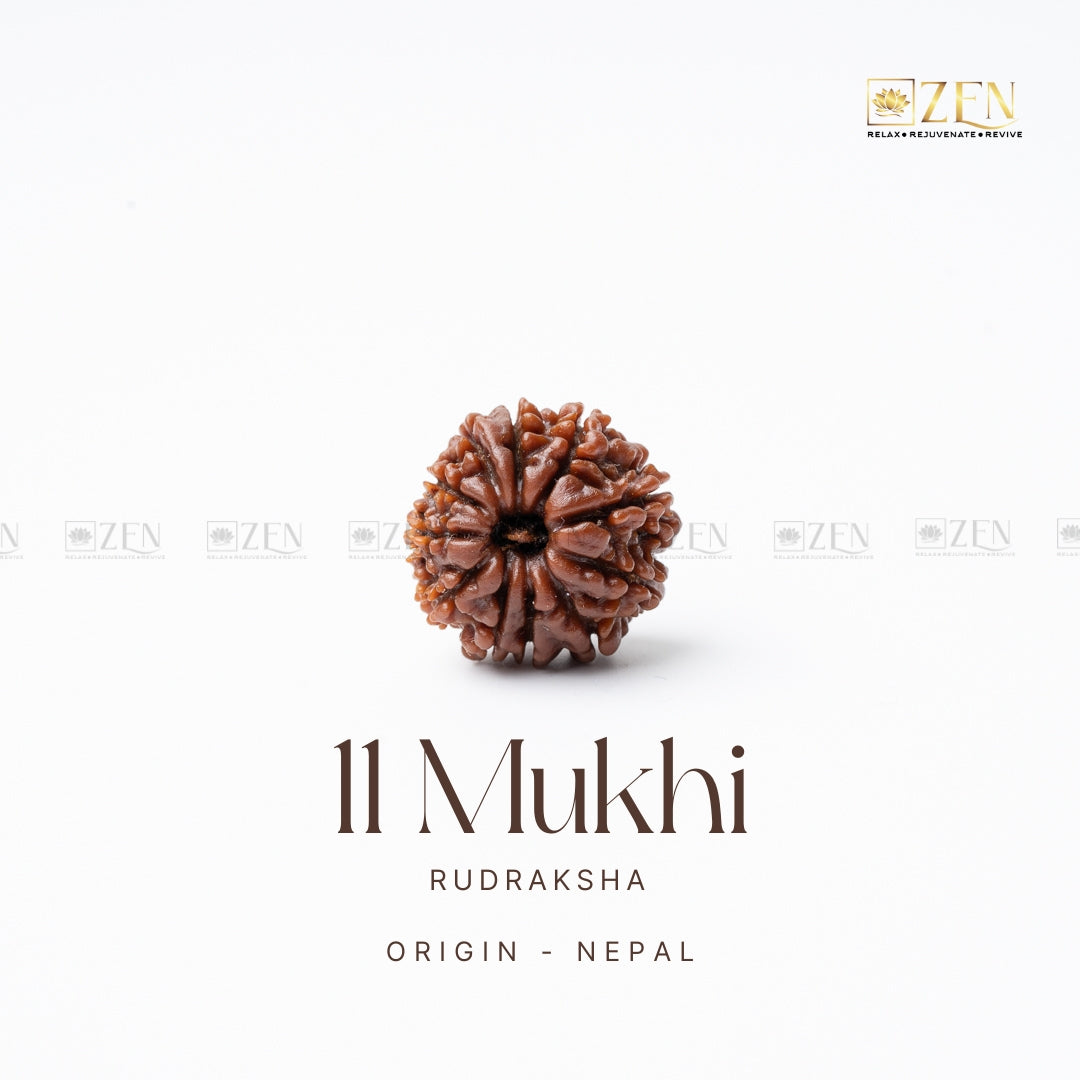 11 Mukhi Rudraksha - Nepal