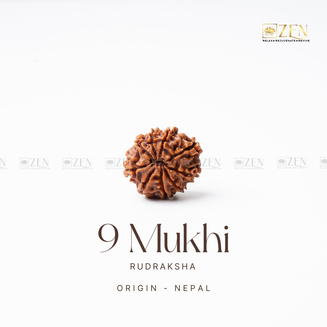 9 Mukhi Rudraksha - Nepal (Xray Certified)