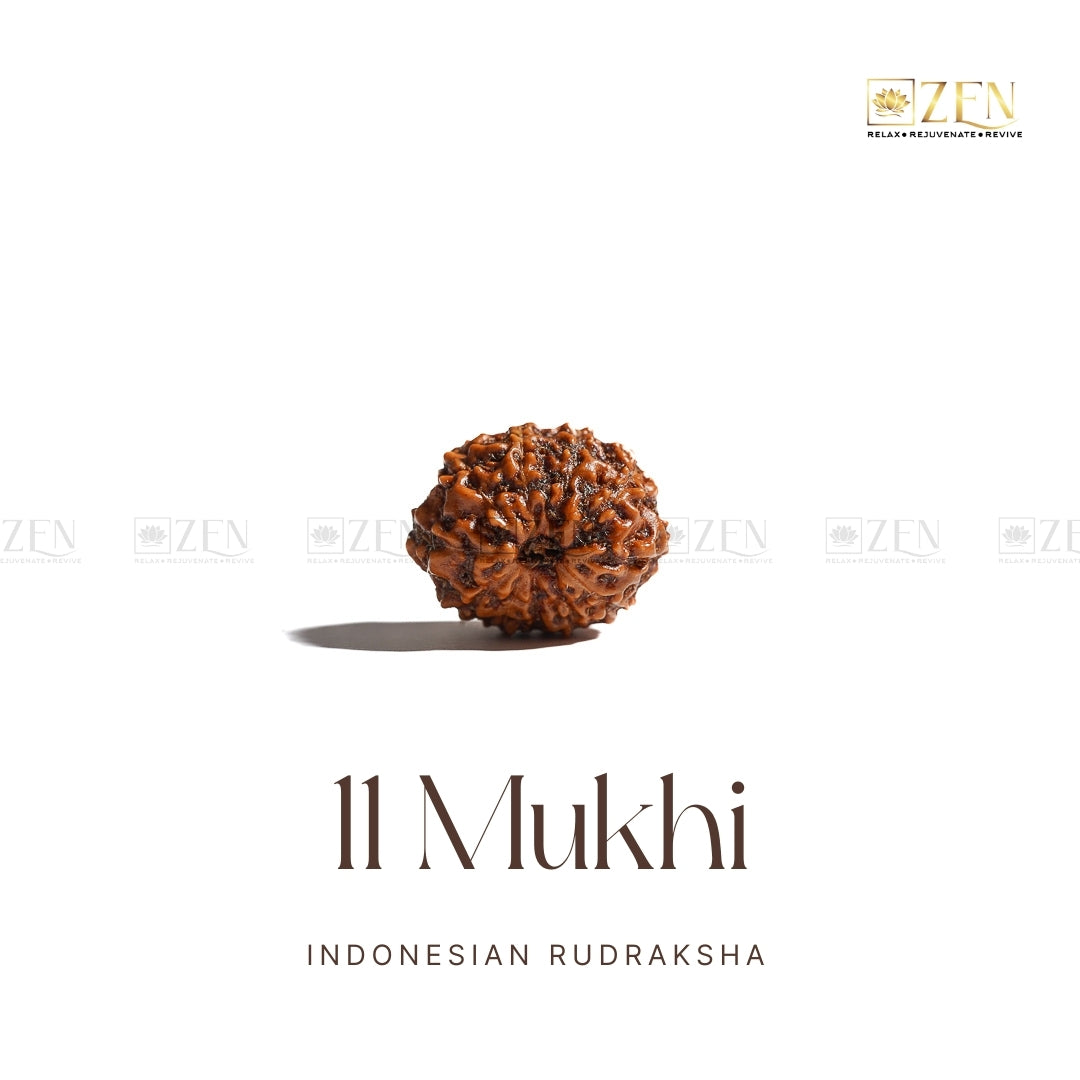11 Mukhi Rudraksha - Indonesia