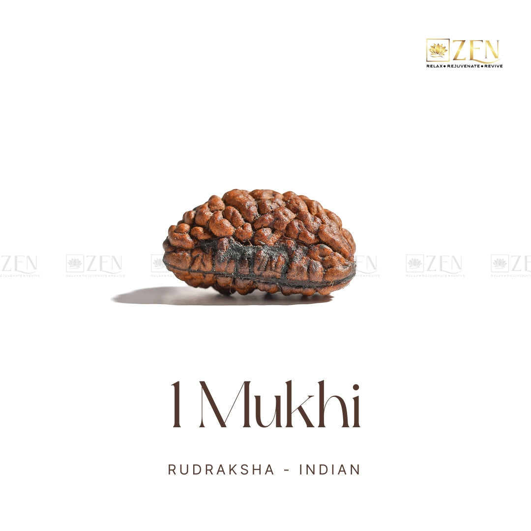 1 Mukhi Rudraksha (Himalayan)