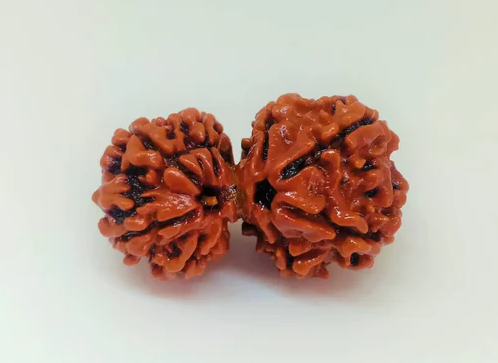 GAURI SHANKAR RUDRAKSH